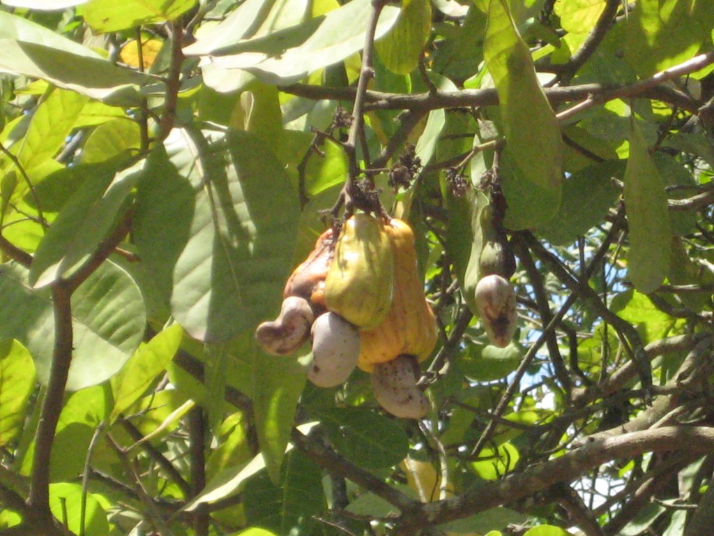 Cashew Fruits and Nuts